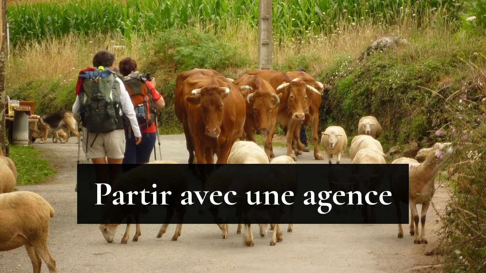 Deux pèlerins, sac au dos et bâtons, croisent un troupeau de vaches et de moutons sur une petite route de Galice